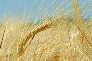 Materie prime birra artigianale di qualità il malto