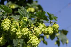 Materie prime birra artigianale di qualità, il luppolo